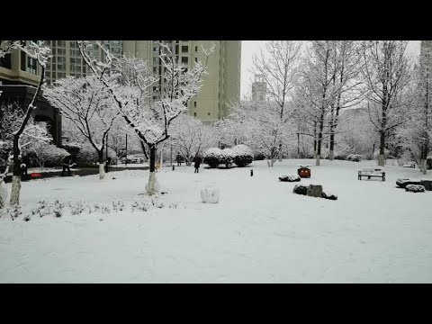 2020年的第一场雪，来的有点猝不及防，看看这个银装素裹的世界