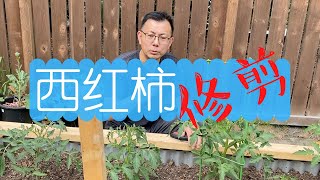 西红柿的初期修剪：什么时候开始修剪？修剪的基本原则，我们一起来给西红柿剪枝！