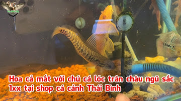 Hoa cả mắt với chú cá lóc trân châu ngũ sắc 1xx tại shop cá cảnh Thái Bình