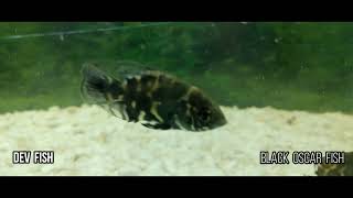 Black Oscar Fish - Dev Fish My Loveble Pet