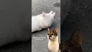 The Most Beautiful Kitty In The World  shortsviral recommended popular top kittkitty nice