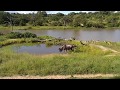 Djuma: Crocodile makes attempt at Wildebeest at the pan - 15:45 - 03/07/20