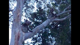 Crazy Koala Fight