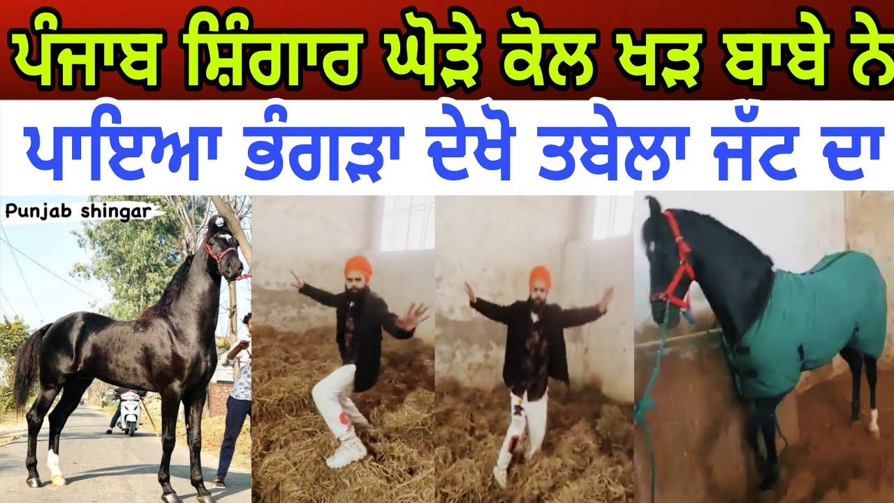 ਪੰਜਾਬ ਸ਼ਿੰਗਾਰ ਘੋੜੇ ਕੋਲ ਖੜ ਬਾਈ ਖੇੜੀ ਵਾਲੇ ਨੇ ਪਾਇਆ ਭੰਗੜਾ ਦੇਖੋ ਤਬੇਲਾ ਜੱਟ ਦਾ - spmediapunjab