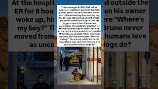 #griffithpark #losangeles #germanshepherd #owner #heartattack #dogs #unconditionally #shorts #bruno