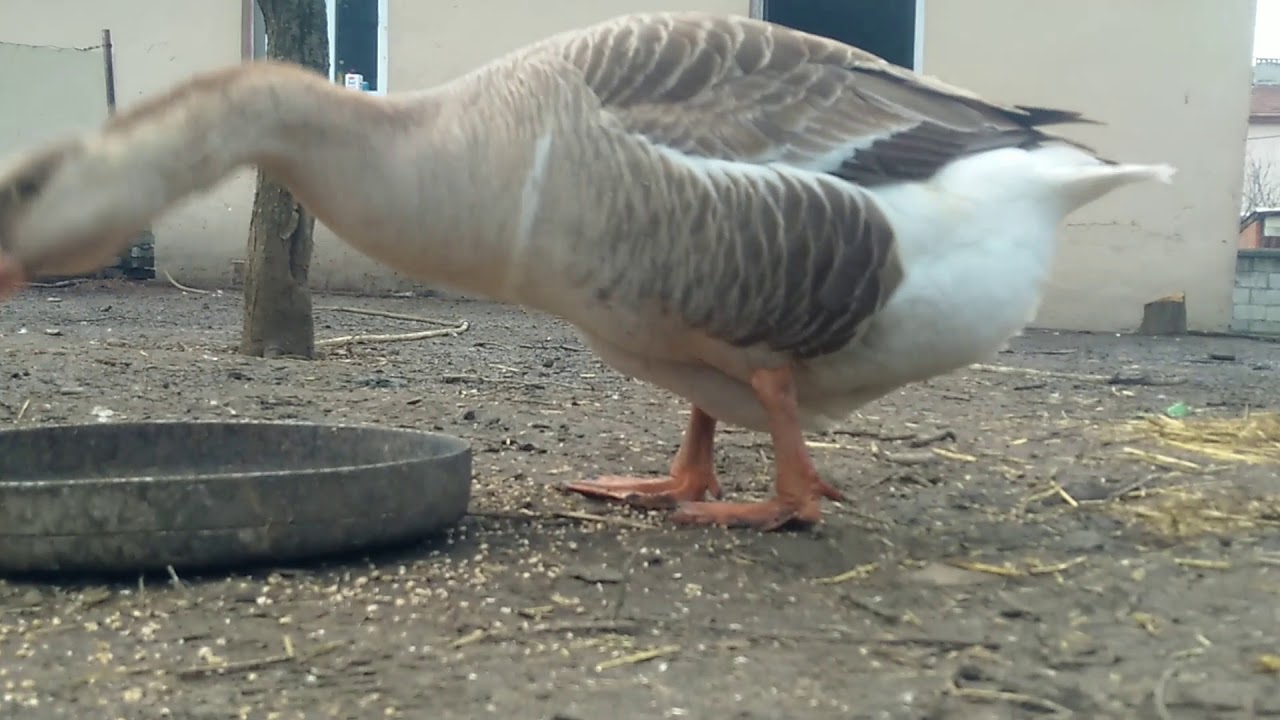 Kazlarda damızlık kaz ayırımı,