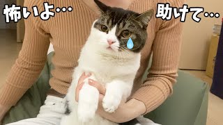 怖いよ助けて…！ママの爪切りでガチ凹みしちゃう息子猫