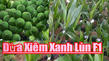 Dừa Xiêm Xanh Lùn F1 //TRAN TRONG PHAM