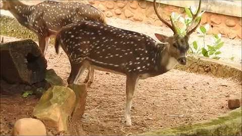 Rusa Tutul | Kebun Binatang Ragunan