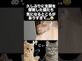 玄関の探索を楽しむ猫たちが可愛い🤭#shorts #猫 #猫好きさんと繋がりたい