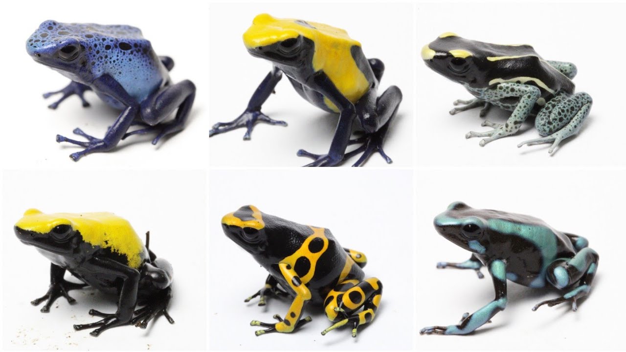 Cuidados de dendrobates
