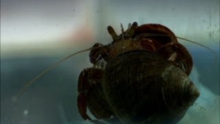 Crabs fight for a bigger shell - The Secret Life of Rock Pools - Preview - BBC Four