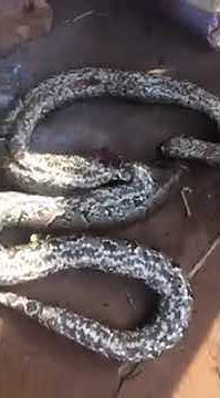 Woman escapes python attack in Edo State - YouTube