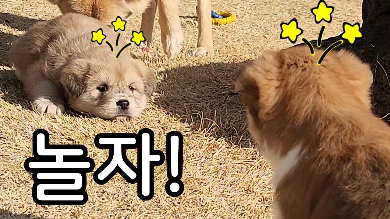 먹고 싸고 놀고 자는데 넋 놓고 보게 되는 아리뜨리♥