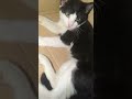 #fypシ #kucing