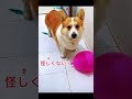 SNSでバズった!!動物たちの爆笑ハプニング7選!!! #動物おもしろ動画 #アニマル発見隊 #cat #動物プロダクション #funny #どうぶつ #ねこ #いぬ