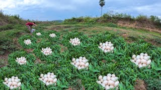 it's amazing! a small farmer Harvest duck eggs a lot under grass in the dry river by best hand