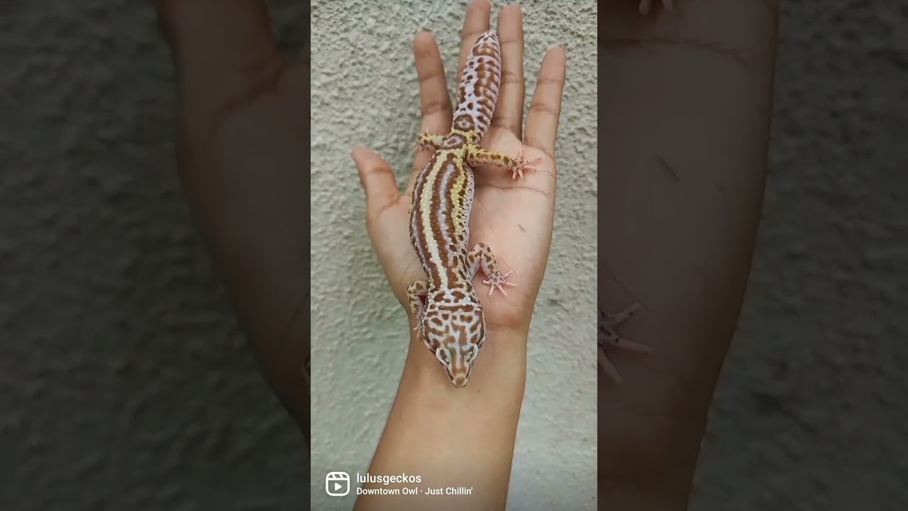 lavender snow bold stripe bell albino