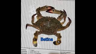Cara Melihat Kematangan Gonad Rajungan