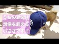 【検証】うちの豆柴の小ささはあなたの想像を超えます！！