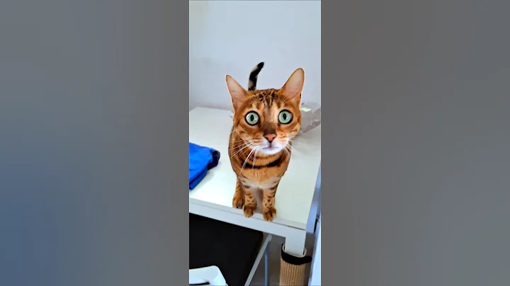 Watch the video about The bengal cat, es una gata o un loro..?? #bengalcat #prettycat #funnycats