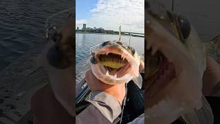 Лучшая летняя проводка на судака🎣 #fishing #рыбалка #спиннинг #джиг #рыба #судак #ловлярыбы
