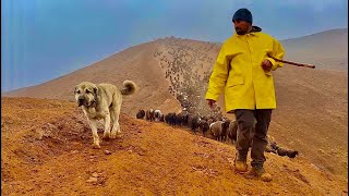 EN ZOR GÜN YAĞMUR ÇAMUR 30 km YOL YÜRÜDÜK (30.gün)