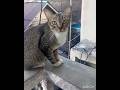 Kakak Mari Sini Mommy Gendong #cat #Shorts