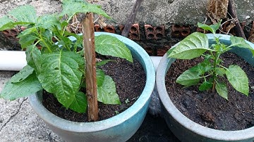 Cách Trồng Ớt Trong Chậu Ăn Mấy Năm Không Hết