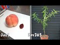 食べた桃の種を植えたら、1年後に100cmまで成長した / How to grow peach from store-bought peach