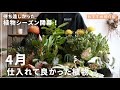 【春到来！】待ちに待ったぞこの季節！4月に仕入れて良かった観葉植物