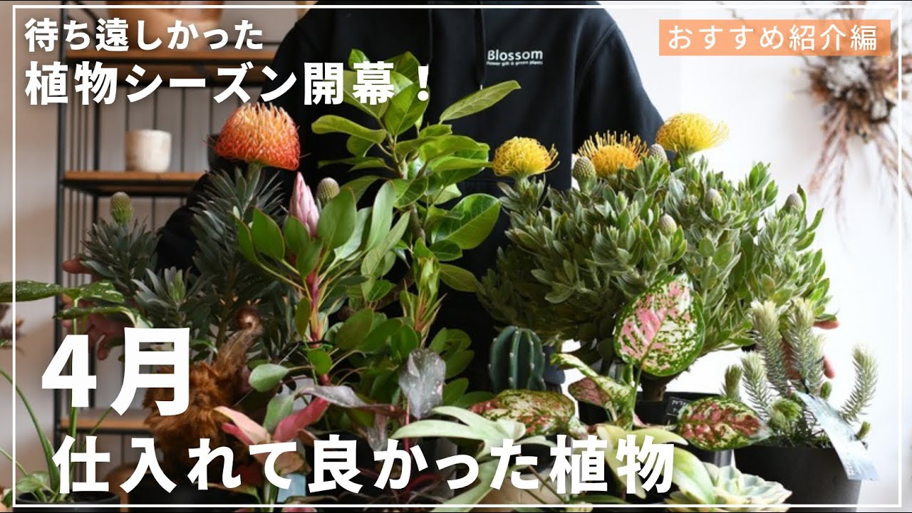 【春到来！】待ちに待ったぞこの季節！4月に仕入れて良かった観葉植物