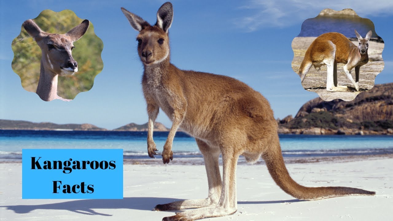 Amazing Facts about Kangaroos - YouTube