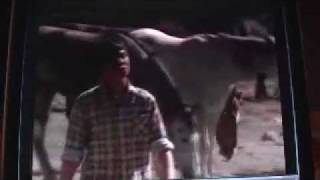 The Black Stallion Returns The Finale.