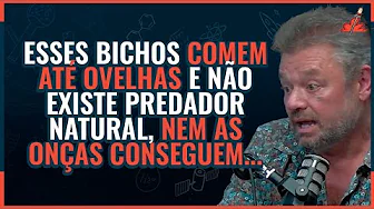 imagem do youtube