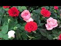Новык Цветочки в Леруа Мерлен. Фиалочки,Розы,Бегонии.