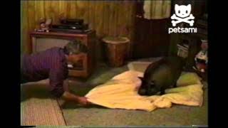 Do not touch this pig's blanket...EVER!