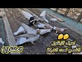 شوف جرد الزغاليل تحت الشبكة#مدرسةالغيةالمصرية