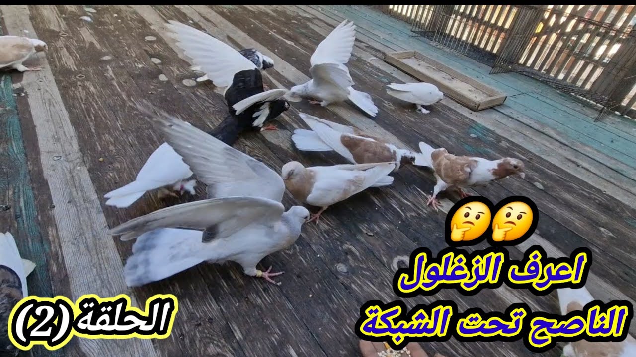 شوف جرد الزغاليل تحت الشبكة#مدرسةالغيةالمصرية