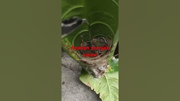 Anakan burung prenjak lumut 3 ekor#anakanburung #shortvideo #shorts #prenjakgunung