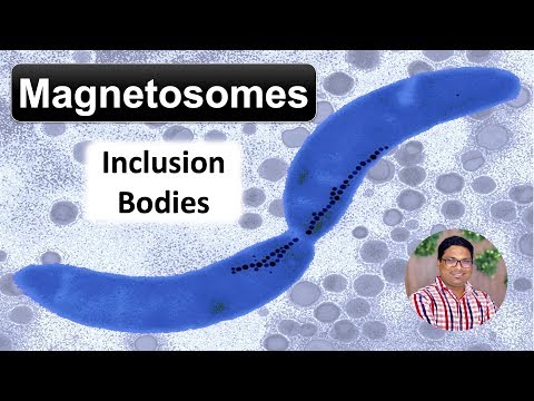 ভিডিও: Magnetosomes কি জন্য ব্যবহার করা হয়?