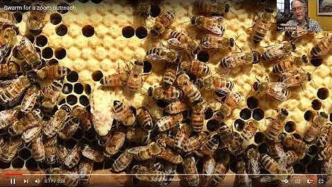 Bees and Swarms Presentation by Terry McDaniel