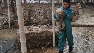 Small size dog miraculously survived a devastating flood.  The water got over 3 meters high!