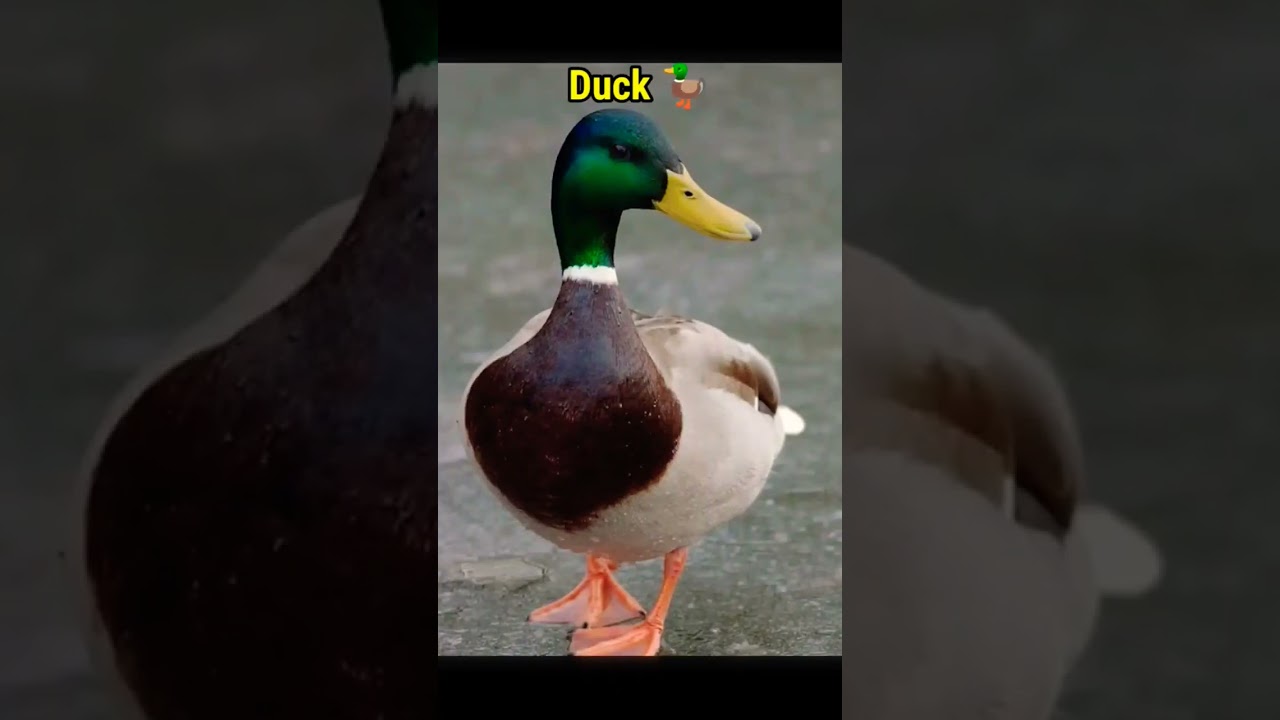 How animals tounge looks like part 1 