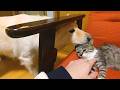 新入りの子猫に興味津々【顔合わせ】