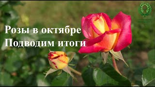видео: Розы в Октябре. Подводим итоги. Питомник 🌹 и 🌲 Е. Иващенко картинка: Розы в Октябре. Подводим итоги. Питомник 🌹 и 🌲 Е. Иващенко