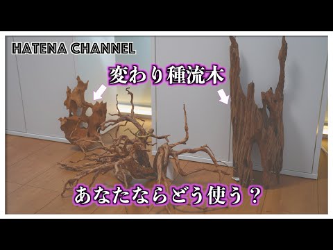 衝動買い】変わった流木買ってみた ネットで買った流木のご紹介 - YouTube
