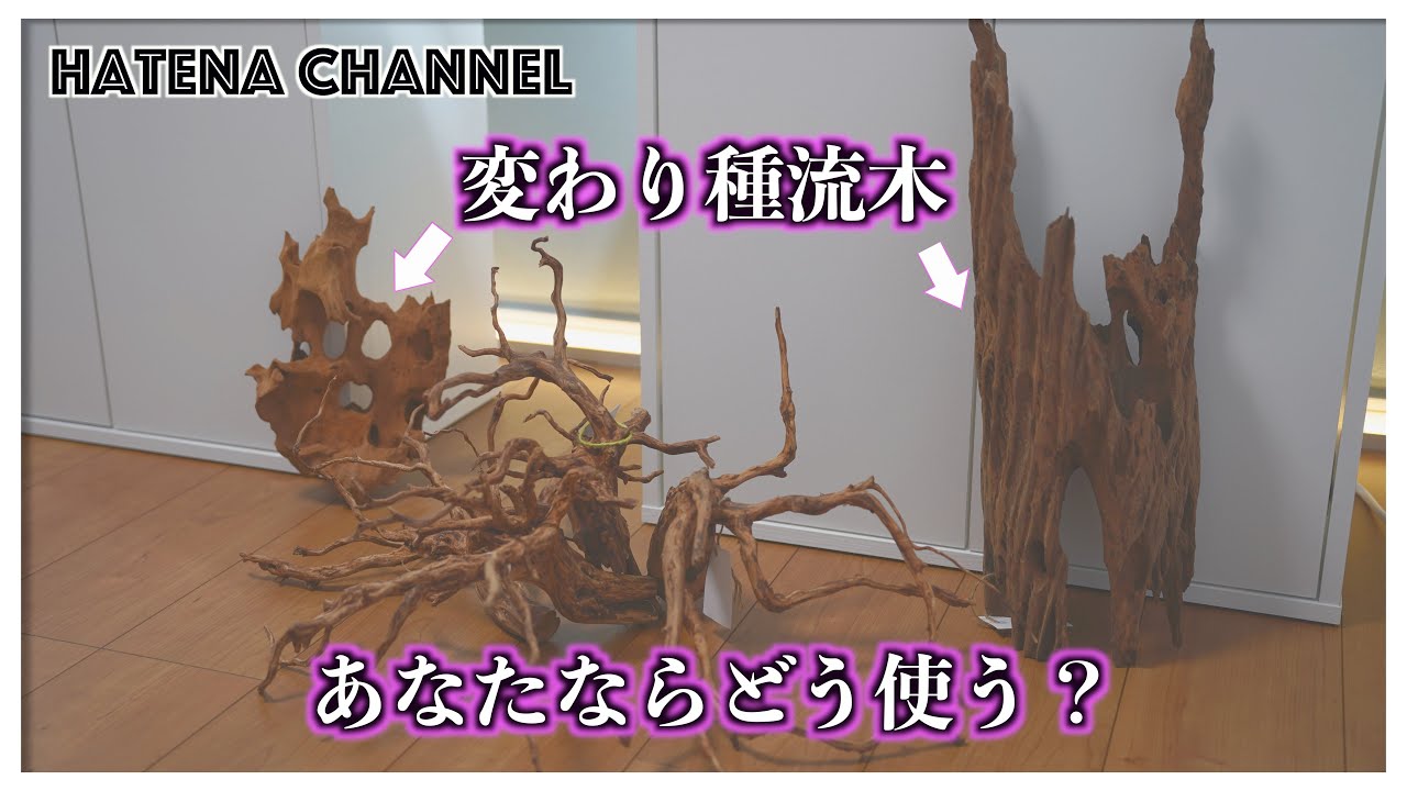 衝動買い】変わった流木買ってみた ネットで買った流木のご紹介 - YouTube