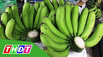 Chuối xanh tăng giá ngày cận Tết | THDT