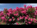 甘い香りに癒される愛媛県と高知県のOPENGARDENを最高の日に撮ってみました　〜豊恵園・西田薔薇園・名本薔薇園・すみれの丘・日向の庭・藤の瀬バラ園〜